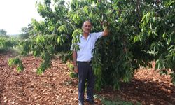 KİRAZ ÜRETİCİLERİ ZORDA