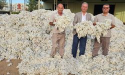 PAMUK ÜRETİCİSİ ÜZGÜN