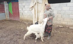 Kuzuya keçiler süt annelik yapıyor!