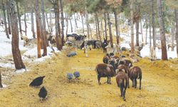 Doğal Yaşam Parkı’na ilgi her geçen gün artıyor