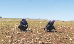 ‘Maliyetlerdeki artışlar yüzünden tarım bitme noktasında’