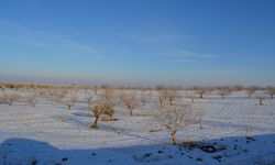 REKOLTEDE UMUTLAR ARTTI