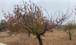 KİRAZ ÜRETİCİLERİ FİDAN DESTEĞİ İSTİYOR