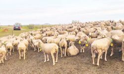 ‘Kırmızı et tüketmek hayal oldu’