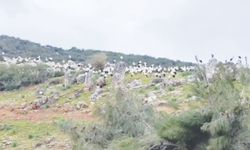 Yüzlerce leylek göç yolunda!