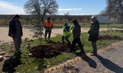 YÜZLERCE FİDAN DOĞAYLA BULUŞTU