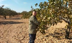 ANTEPFISTIĞINDA PSİLLİDİ SORUNUNA NEŞTER!