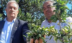 Yerli badem çağlası sofralarda yerini aldı