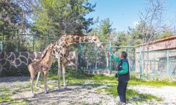 Doğal Yaşam Parkı her yıl kendini yeniliyor