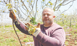 Fıstık üreticileri tırtılla mücadele ediyor!