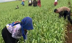 Araban sarımsağında yabancı ot temizliği sürüyor