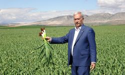 Sarımsakta rekolte artışı bekleniyor