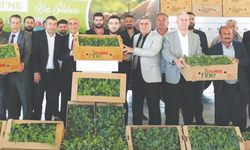 Çiftçiye yüzde 50 hibeli fide desteği!