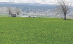 Sarımsakta, sarı pas hastalığına ilaçlı müdahale!