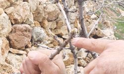 Antep fıstığında kuraklık endişesi geçti