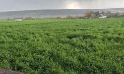 Nohut büyüklüğünde dolu ekinlere zarar verdi