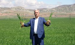 Yağışlar buğday üreticisinin yüzünü güldürüyor