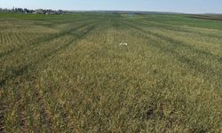 HUBUBATTA HASTALIK ENDİŞESİ!