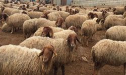 BAŞVURULAR BAŞLADI