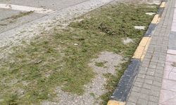 DOLU YAĞIŞI AĞAÇLARI VURDU!