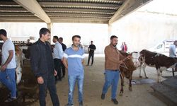 ‘KURBANLIK HAYVAN SAYISINDA SIKINTI YOK’