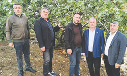 Fıstık bahçelerinde zarar büyük!