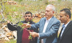 Fıstık bahçelerinde hasar büyük!