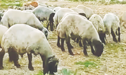 Kurbanlıklar satışa hazır!