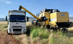 Yılın ilk arpa hasadını gerçekleştirildi