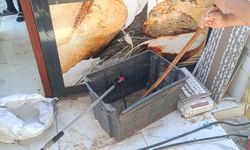 Yılan ve kene görülme vakaları artıyor