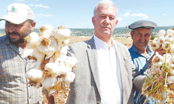 Sarımsaklar toplanarak kurutma alanlarına taşınıyor