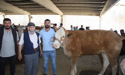 İTHAL DANAYA RAĞBET ARTTI