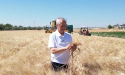 Çiftçi buğday hasadından memnun!
