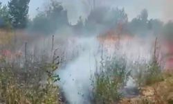 Yangın kuş yuvalarına zarar verdi