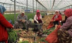 Aracı maliyeti ortadan kalkıyor!