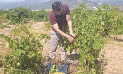 Antep Karası bağlardan sofralara uzanıyor