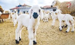 ‘TİGEM’in verdiği hayvanlar piyasadan daha pahalı’