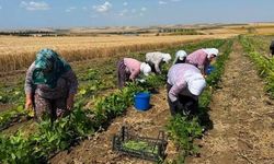 ‘Suyu merkeze almadan tarımda sürdürülebilirliği sağlayamayız’