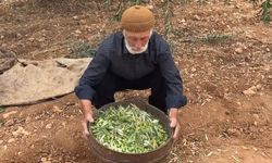 Zeytinler sofraya hazırlanıyor