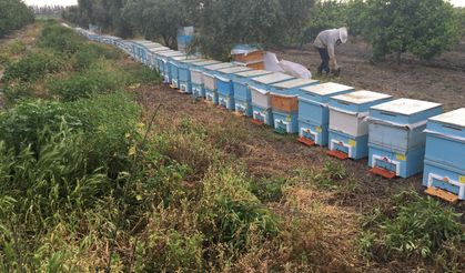 300 TON BAL HASAT EDİLDİ