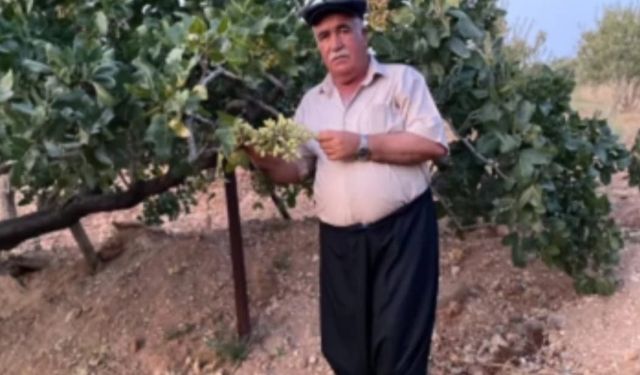 ‘FISTIK FİYATININ DÜŞMEMESİ LAZIM’