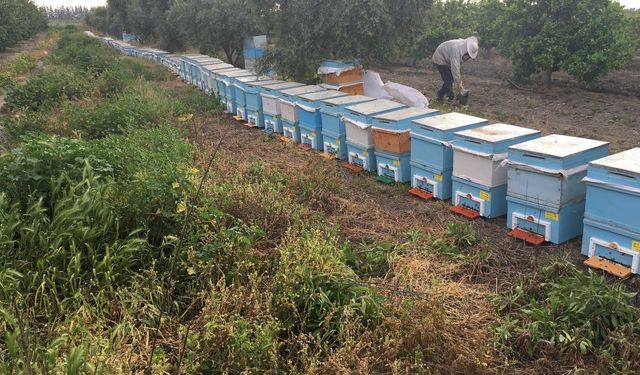 300 TON BAL HASAT EDİLDİ