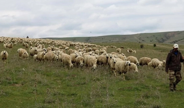 ‘ÇOBAN İTHAL EDİYORUZ’