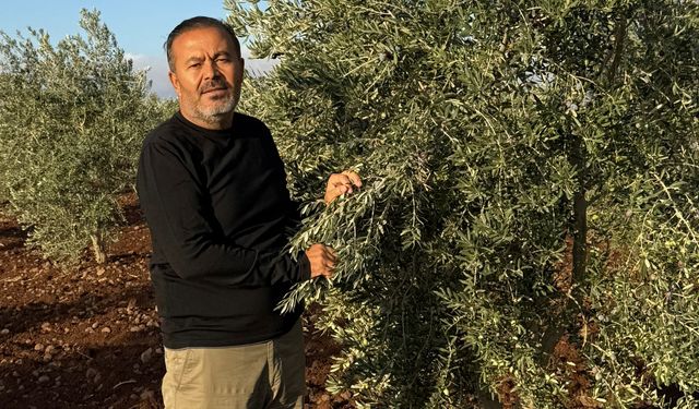 ZEYTİN REKOLTESİ YÜZDE 75 DÜŞTÜ