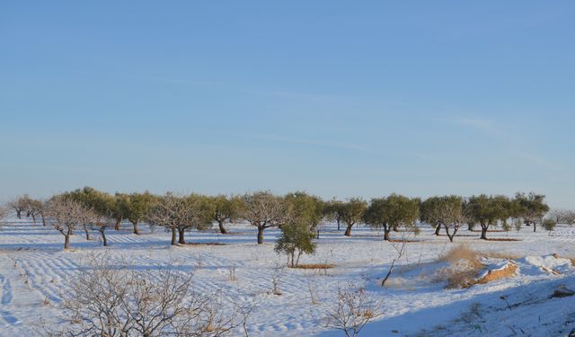 ‘DOĞA YENİDEN CANLANDI, FISTIK AĞAÇLARIMIZ HAYAT BULDU’