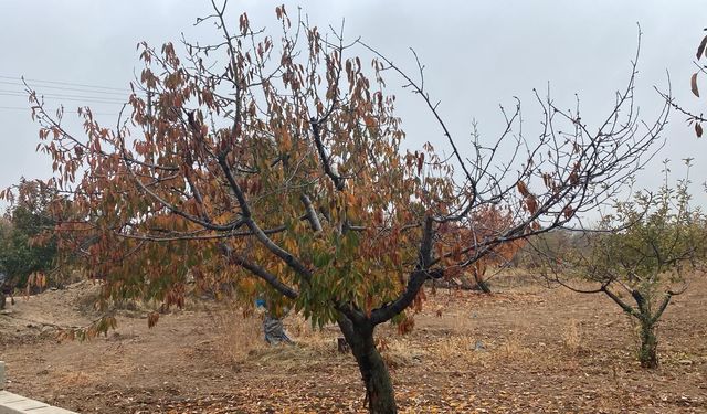 KİRAZ ÜRETİCİLERİ FİDAN DESTEĞİ İSTİYOR