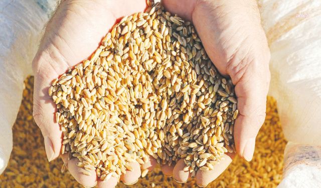 Hububat ihracatı 279,9 milyon dolar oldu