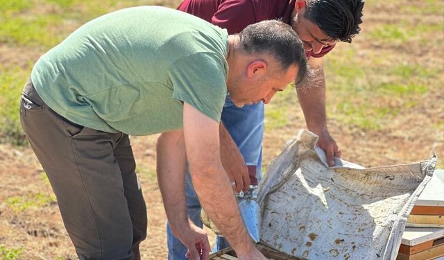 ARICILARDA YENİ SEZON BAŞLADI