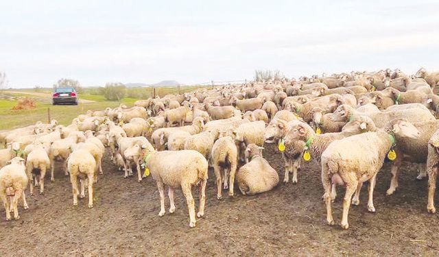 ‘Kırmızı et tüketmek hayal oldu’