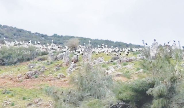 Yüzlerce leylek göç yolunda!